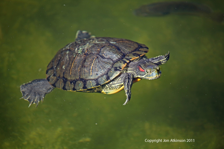Red Eared Slider, Everglades N.P. Red Eared Slider, Everglades N.P.